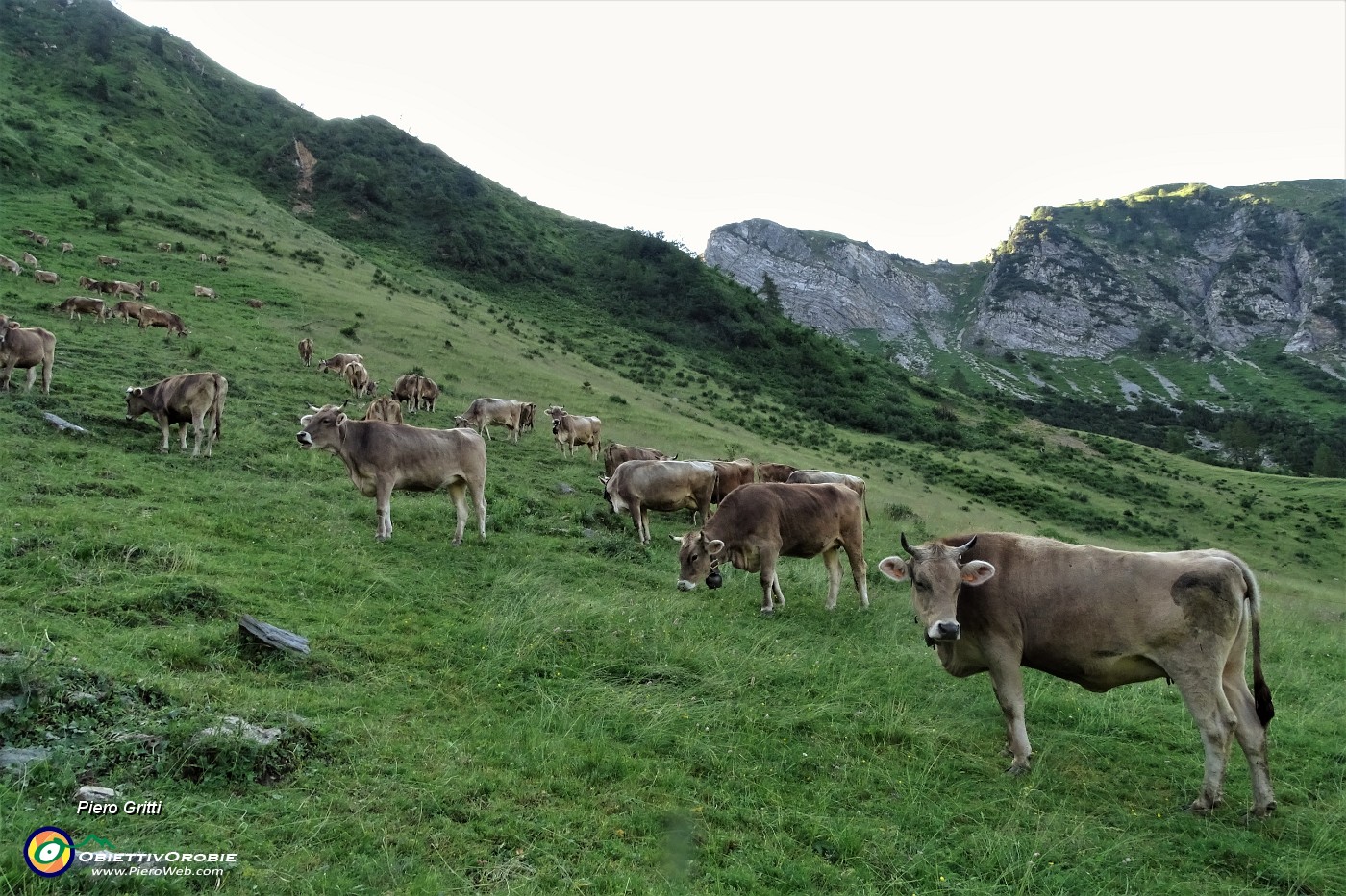 13 Mucche al pascolo mattutino.JPG